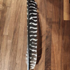 Turkey Flight Feather half