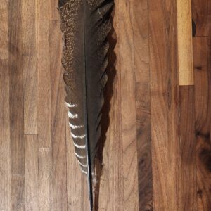 Turkey Tail Feather
